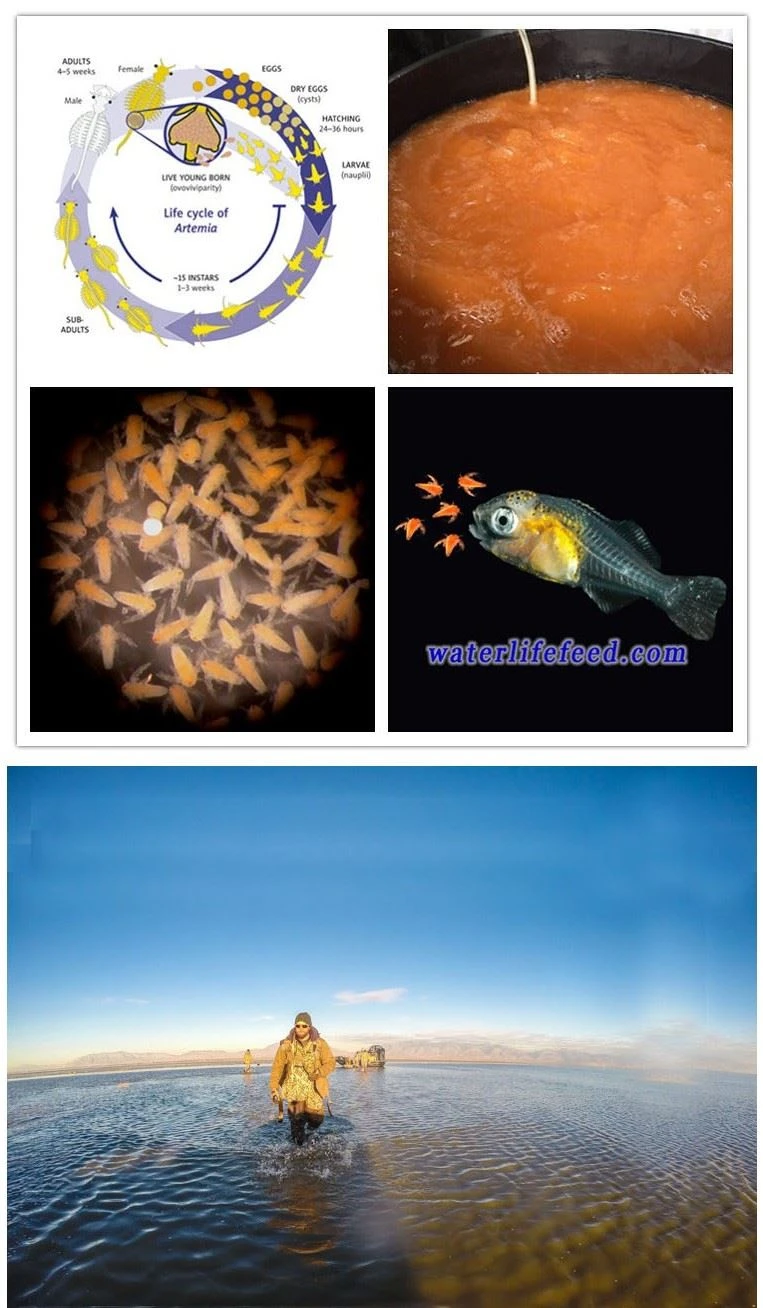product-1-1 USA brine shrimp eggs