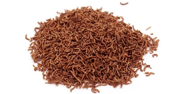 freeze dried blood worms freeze dried blood worms