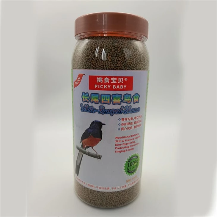Transcendent White Rumped Shama Bird Feed